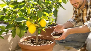 Citronnier : dès le 15 mars, donnez-lui cet ingrédient de cuisine et il va doubler de volume