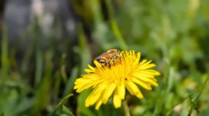 En avril, cette fleur jaune de pelouse tondue trop vite comble le « creux de faim » des abeilles