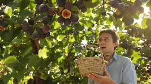Frelon asiatique : cet arbre fruitier attire vraiment au jardin, et mieux vaut le savoir