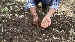 Il ne vous reste que quelques jours pour semer ces 2 légumes : après avril, la récolte déçoit