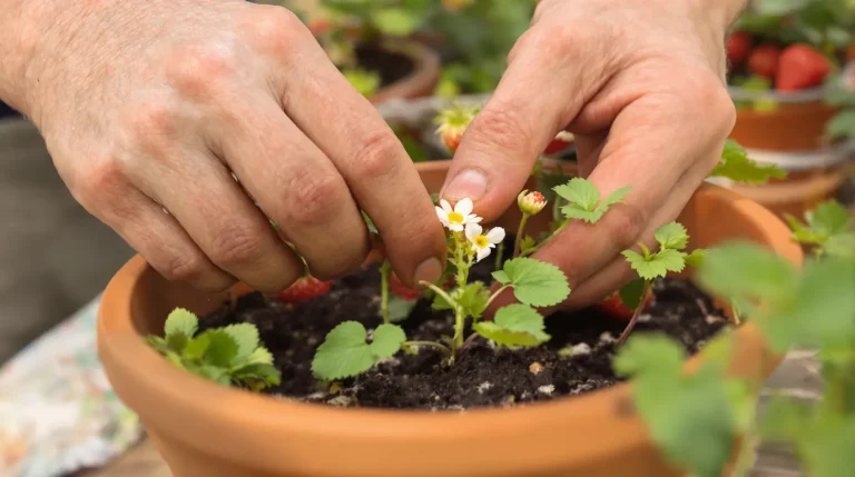 Les anciens arrachaient les premières fleurs des fraisiers : voici pourquoi il faut le faire