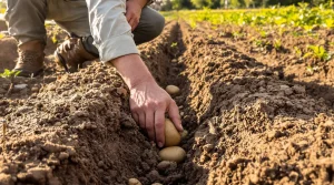 Les bonnes pratiques pour planter les pommes de terre : ce qu’il faut faire pour bien les réussir