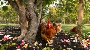 Pourquoi de plus en plus de propriétaires de poules refusent ce traitement classique des fruitiers