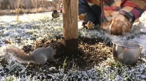 Pourquoi les jardiniers saupoudrent désormais du café sur les mangeoires à oiseaux