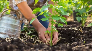 Vos tomates attrapent souvent le mildiou ? Ce geste au repiquage les protège toute la saison